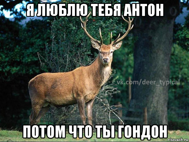 я люблю тебя антон потом что ты гондон