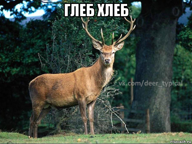 глеб хлеб 