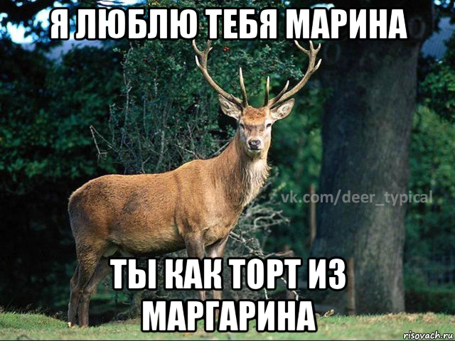я люблю тебя марина ты как торт из маргарина, Мем Паблик Типичный олень