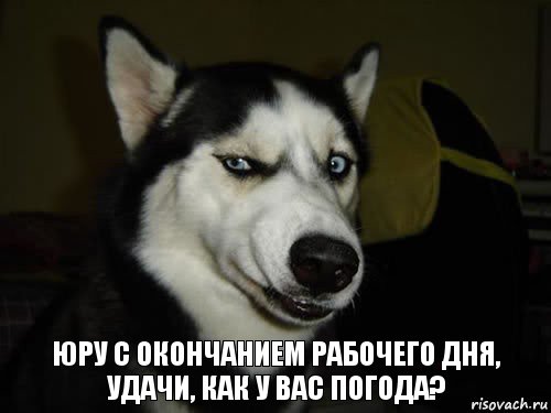 юру с окончанием рабочего дня, удачи, как у вас погода?, Комикс  Собака подозревака