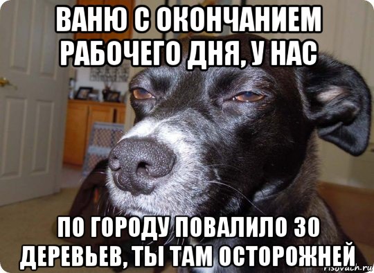 ваню с окончанием рабочего дня, у нас по городу повалило 30 деревьев, ты там осторожней, Мем  Собака подозревака