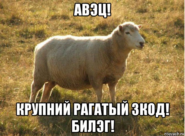 авэц! крупний рагатый зкод! билэг!