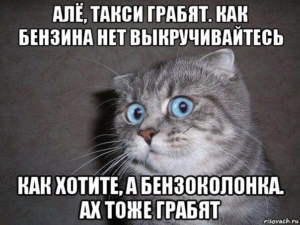 алё, такси грабят. как бензина нет выкручивайтесь как хотите, а бензоколонка. ах тоже грабят, Мем  удивлённый кот