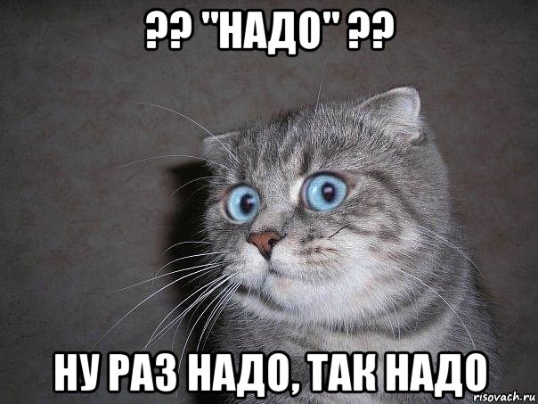 ?? "надо" ?? ну раз надо, так надо, Мем  удивлённый кот