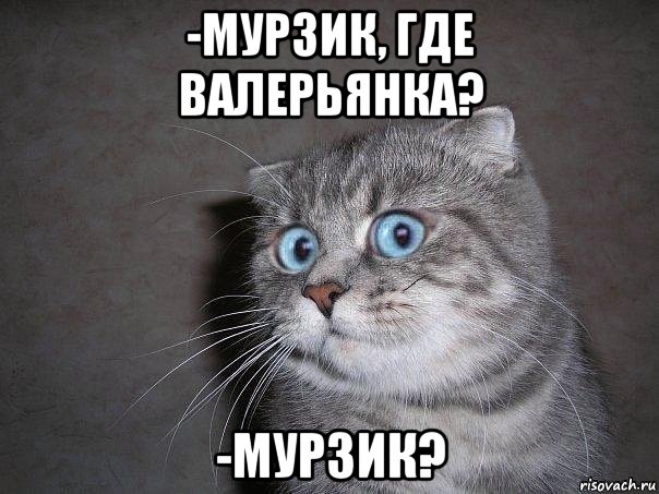 -мурзик, где валерьянка? -мурзик?