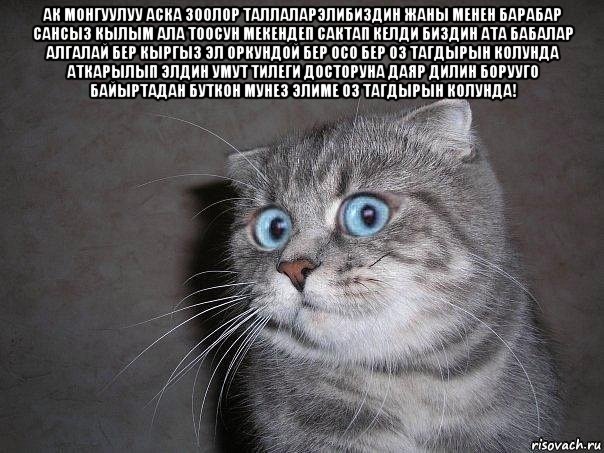 ак монгуулуу аска зоолор таллаларэлибиздин жаны менен барабар сансыз кылым ала тоосун мекендеп сактап келди биздин ата бабалар алгалай бер кыргыз эл оркундой бер осо бер оз тагдырын колунда аткарылып элдин умут тилеги досторуна даяр дилин борууго байыртадан буткон мунез элиме оз тагдырын колунда! , Мем  удивлённый кот