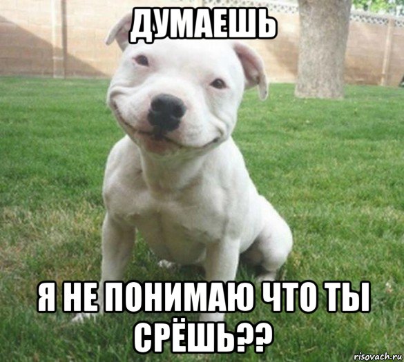 думаешь я не понимаю что ты срёшь??