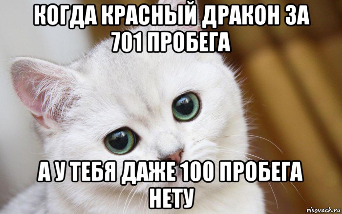 когда красный дракон за 701 пробега а у тебя даже 100 пробега нету, Мем  В мире грустит один котик