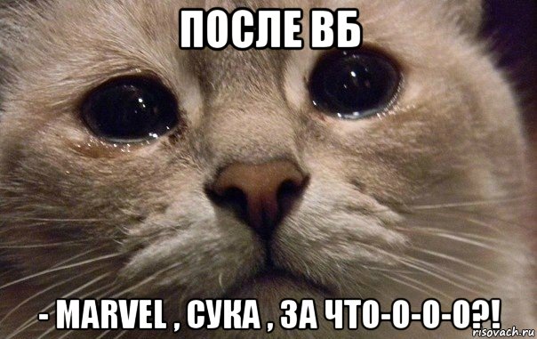 после вб - marvel , сука , за что-о-о-о?!, Мем   В мире грустит один котик