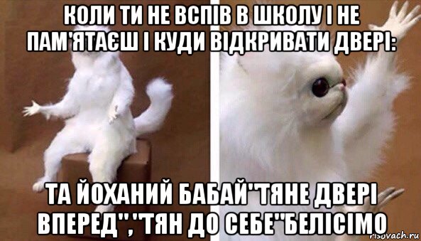 коли ти не вспів в школу і не пам'ятаєш і куди відкривати двері: та йоханий бабай"тяне двері вперед","тян до себе"белісімо, Мем Чучело кота