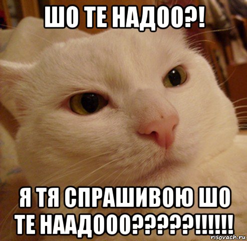 шо те надоо?! я тя спрашивою шо те наадооо?????!!!!!!, Мем Дерзкий котэ