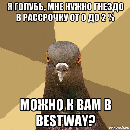 я голубь, мне нужно гнездо в рассрочку от 0 до 2 % можно к вам в bestway?, Мем голубь