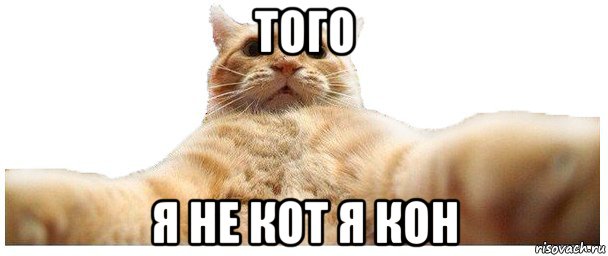 того я не кот я кон, Мем   Кэтсвилл