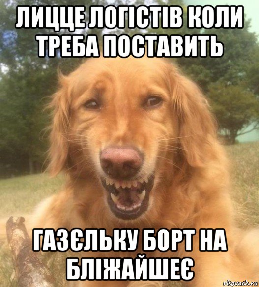 лицце логістів коли треба поставить газєльку борт на бліжайшеє, Мем   Когда увидел что соседского кота отнесли в чебуречную