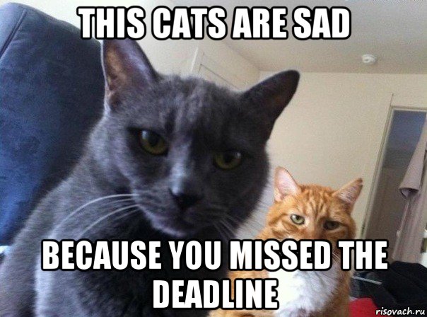 this cats are sad because you missed the deadline, Мем  Два котэ