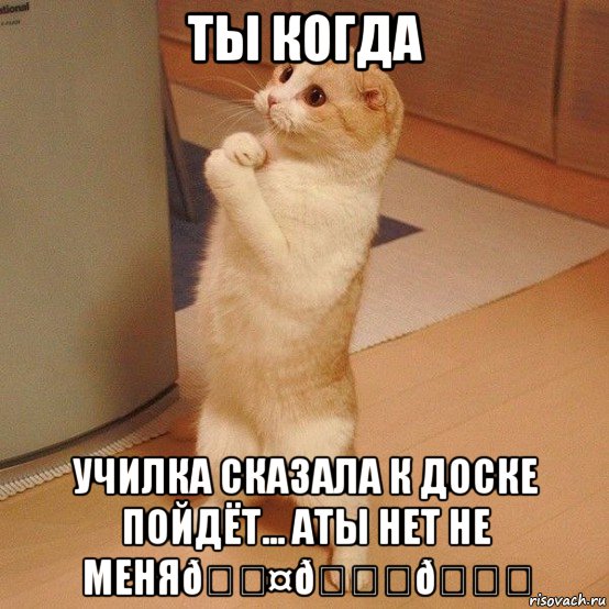 Мем  котэ молится