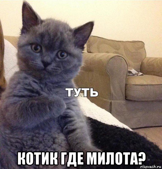  котик где милота?, Мем Котик - Туть