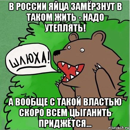 в россии яйца замёрзнут в таком жить - надо утеплять! а вообще с такой властью скоро всем цыганить приджётся..., Мем Медведь в кустах