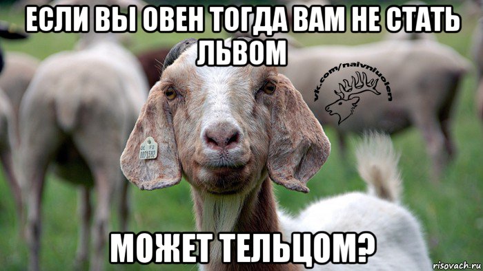 если вы овен тогда вам не стать львом может тельцом?