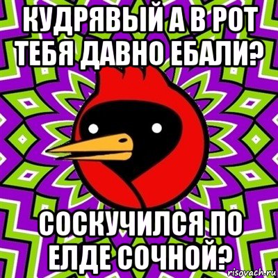 кудрявый а в рот тебя давно ебали? соскучился по елде сочной?, Мем Омская птица