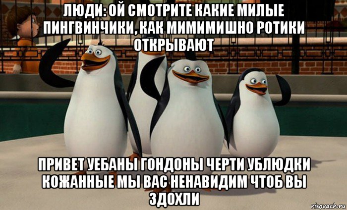 люди: ой смотрите какие милые пингвинчики, как мимимишно ротики открывают привет уебаны гондоны черти ублюдки кожанные мы вас ненавидим чтоб вы здохли, Мем  пингвины Мадагаскара