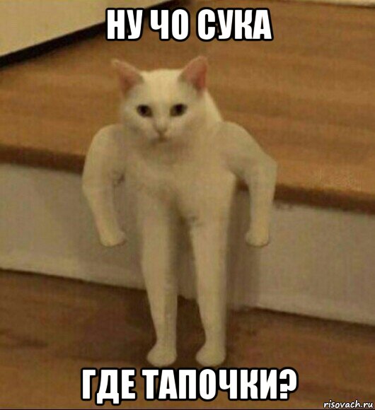 ну чо сука где тапочки?, Мем  Полукот