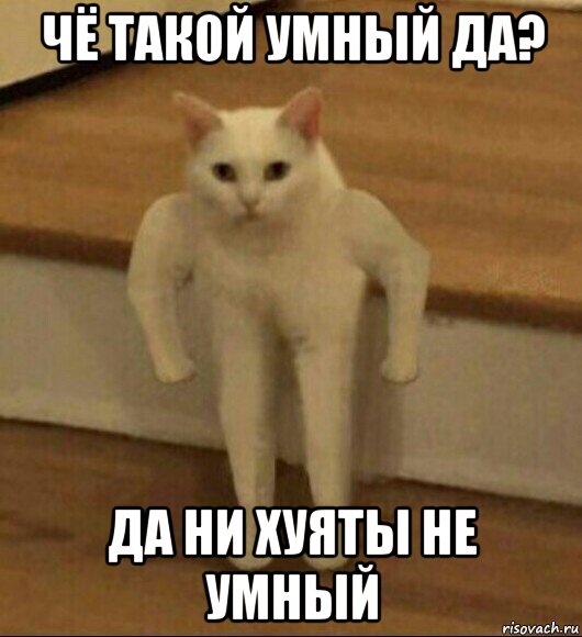 чё такой умный да? да ни хуяты не умный, Мем  Полукот