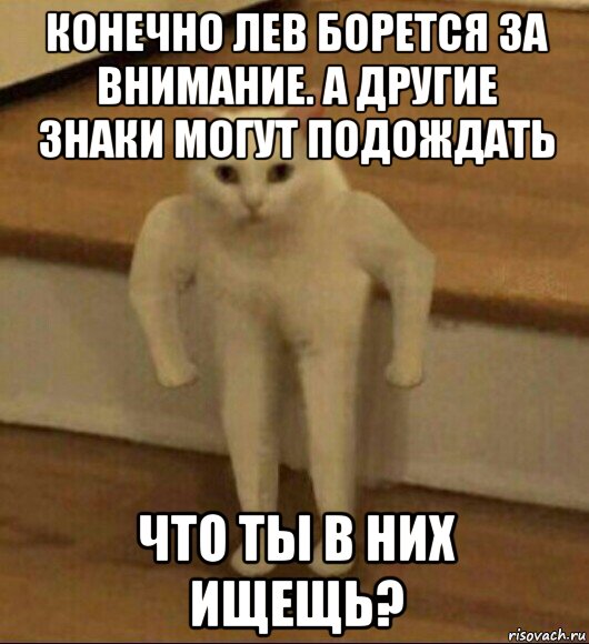 конечно лев борется за внимание. а другие знаки могут подождать что ты в них ищещь?, Мем  Полукот