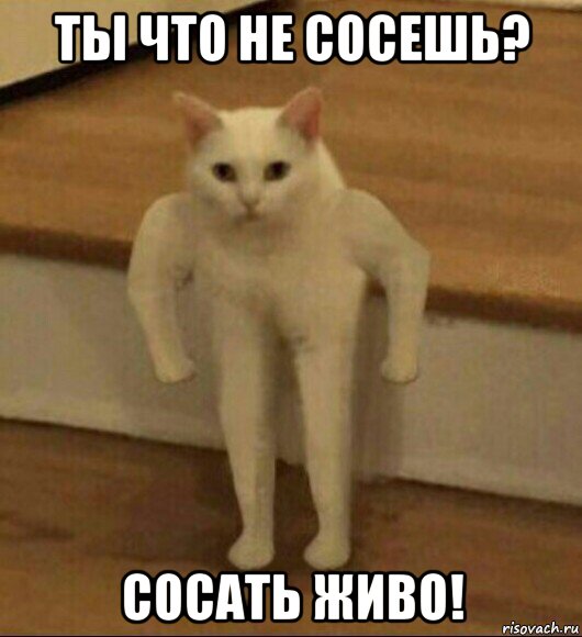 ты что не сосешь? сосать живо!, Мем  Полукот