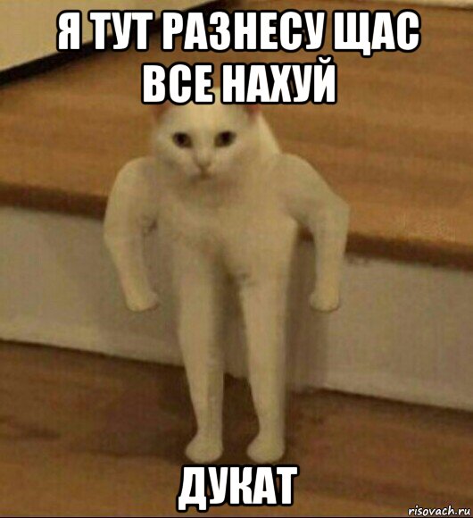 я тут разнесу щас все нахуй дукат, Мем  Полукот