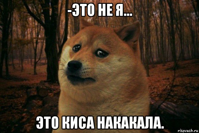 -это не я... это киса накакала., Мем SAD DOGE