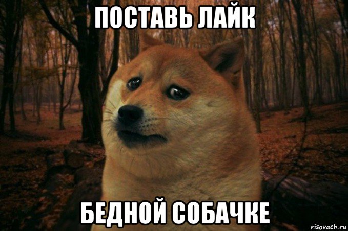 поставь лайк бедной собачке, Мем SAD DOGE