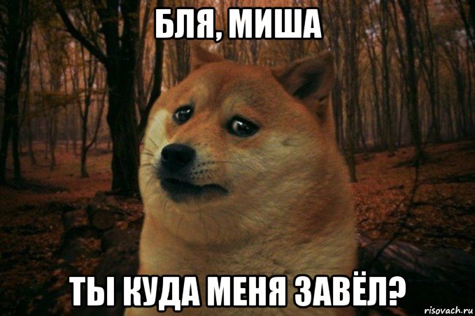 бля, миша ты куда меня завёл?, Мем SAD DOGE