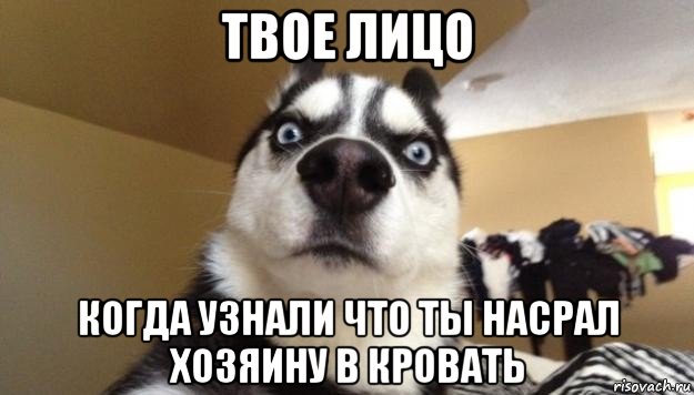 твое лицо когда узнали что ты насрал хозяину в кровать, Мем  Собака-удивляка