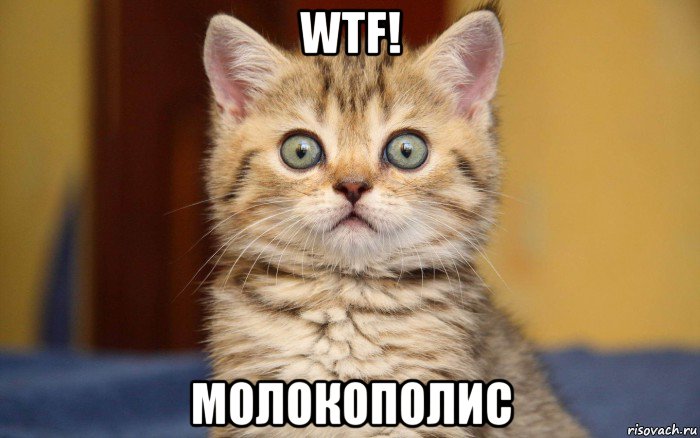 wtf! молокополис