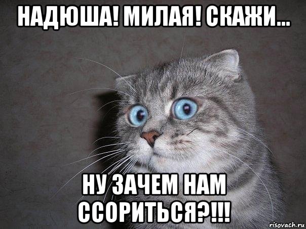 надюша! милая! скажи... ну зачем нам ссориться?!!!, Мем  удивлённый кот