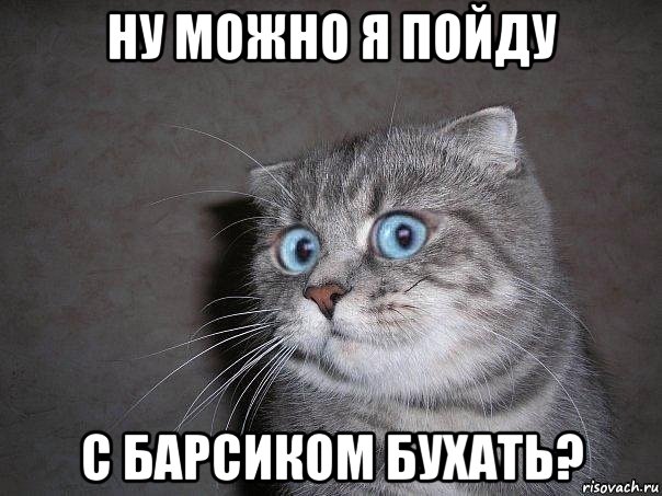 ну можно я пойду с барсиком бухать?, Мем  удивлённый кот