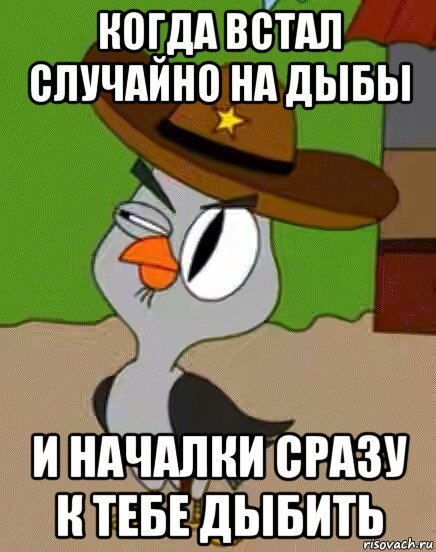 когда встал случайно на дыбы и началки сразу к тебе дыбить, Мем    Упоротая сова