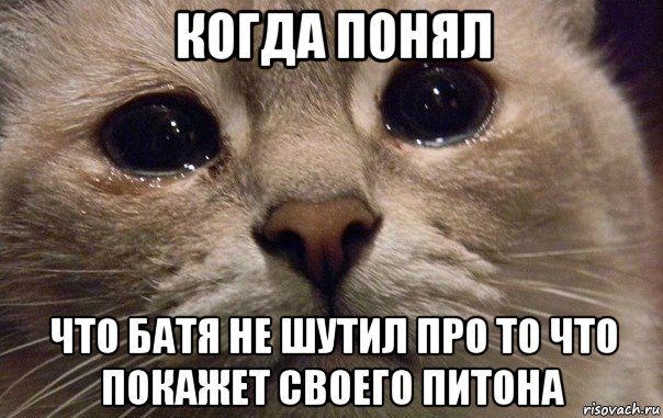 когда понял что батя не шутил про то что покажет своего питона, Мем   В мире грустит один котик