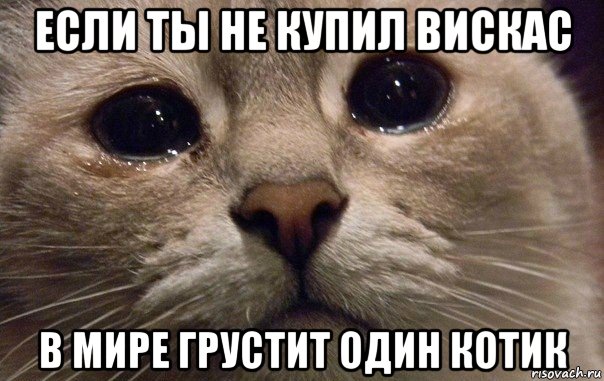если ты не купил вискас в мире грустит один котик, Мем   В мире грустит один котик