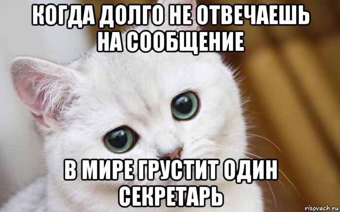 когда долго не отвечаешь на сообщение в мире грустит один секретарь, Мем  В мире грустит один котик