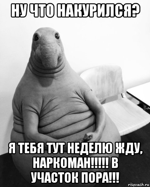 ну что накурился? я тебя тут неделю жду, наркоман!!!!! в участок пора!!!