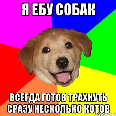 я ебу собак всегда готов трахнуть сразу несколько котов, Мем Advice Dog