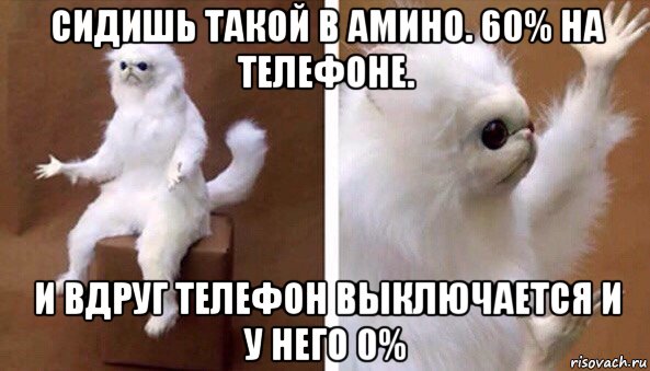 сидишь такой в амино. 60% на телефоне. и вдруг телефон выключается и у него 0%, Мем Чучело кота