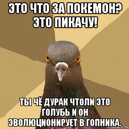 это что за покемон? это пикачу! ты чё дурак чтоли это голубь и он эволюционирует в гопника., Мем голубь