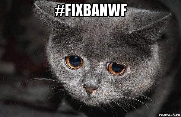 #fixbanwf , Мем  Грустный кот