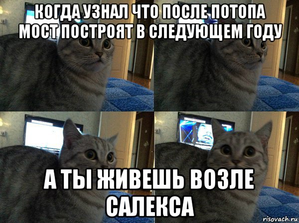 когда узнал что после потопа мост построят в следующем году а ты живешь возле салекса, Мем  Кот в шоке