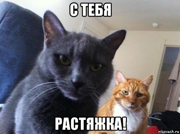 с тебя растяжка!, Мем  Два котэ