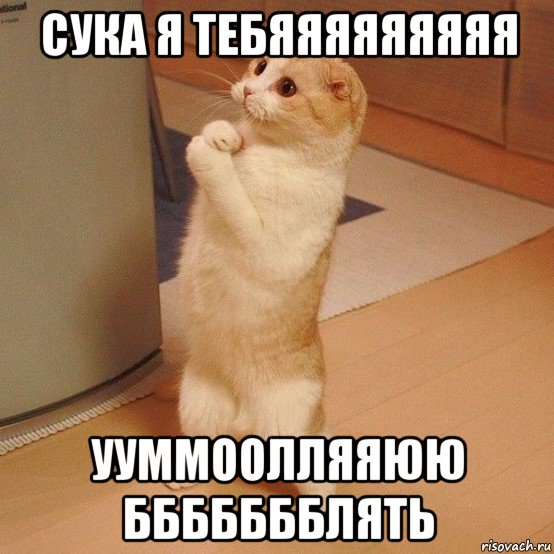 сука я тебяяяяяяяяя ууммоолляяюю ббббббблять, Мем  котэ молится