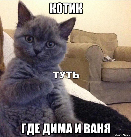 котик где дима и ваня